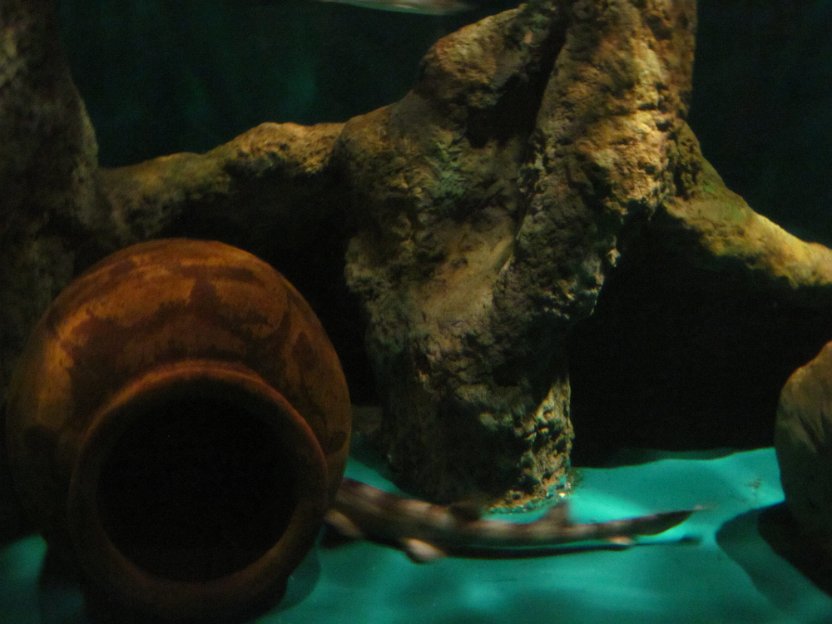 108-leopard shark.jpg